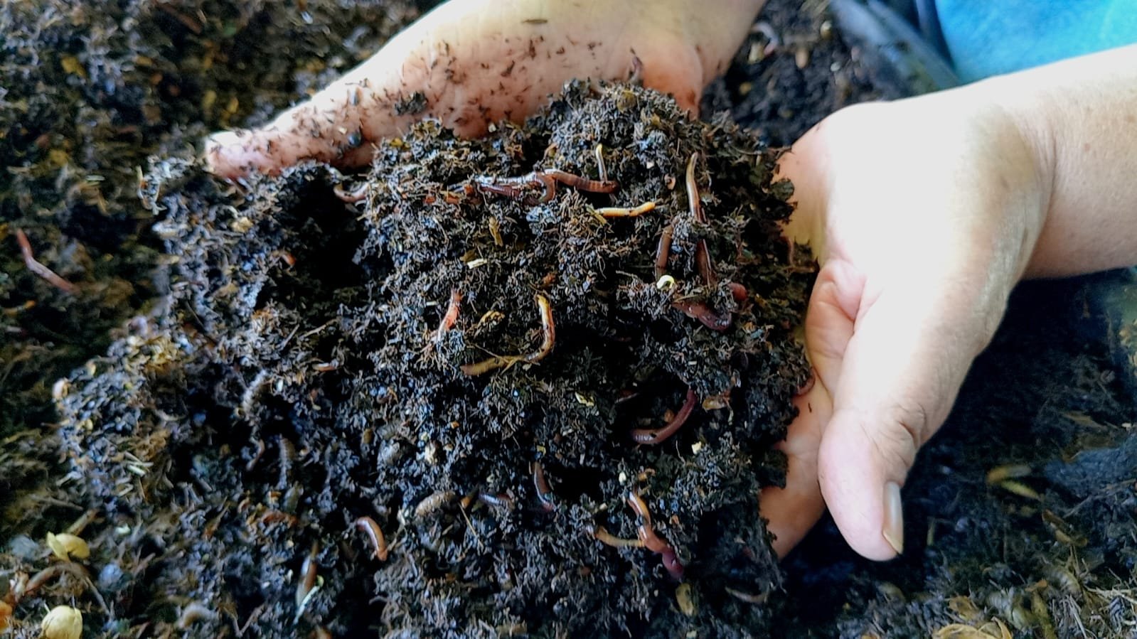  Doña Toni muestra el proceso de lombricomposta. Foto de Maylin Hernández 